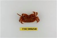 藏品(方形大額蟹)的圖片